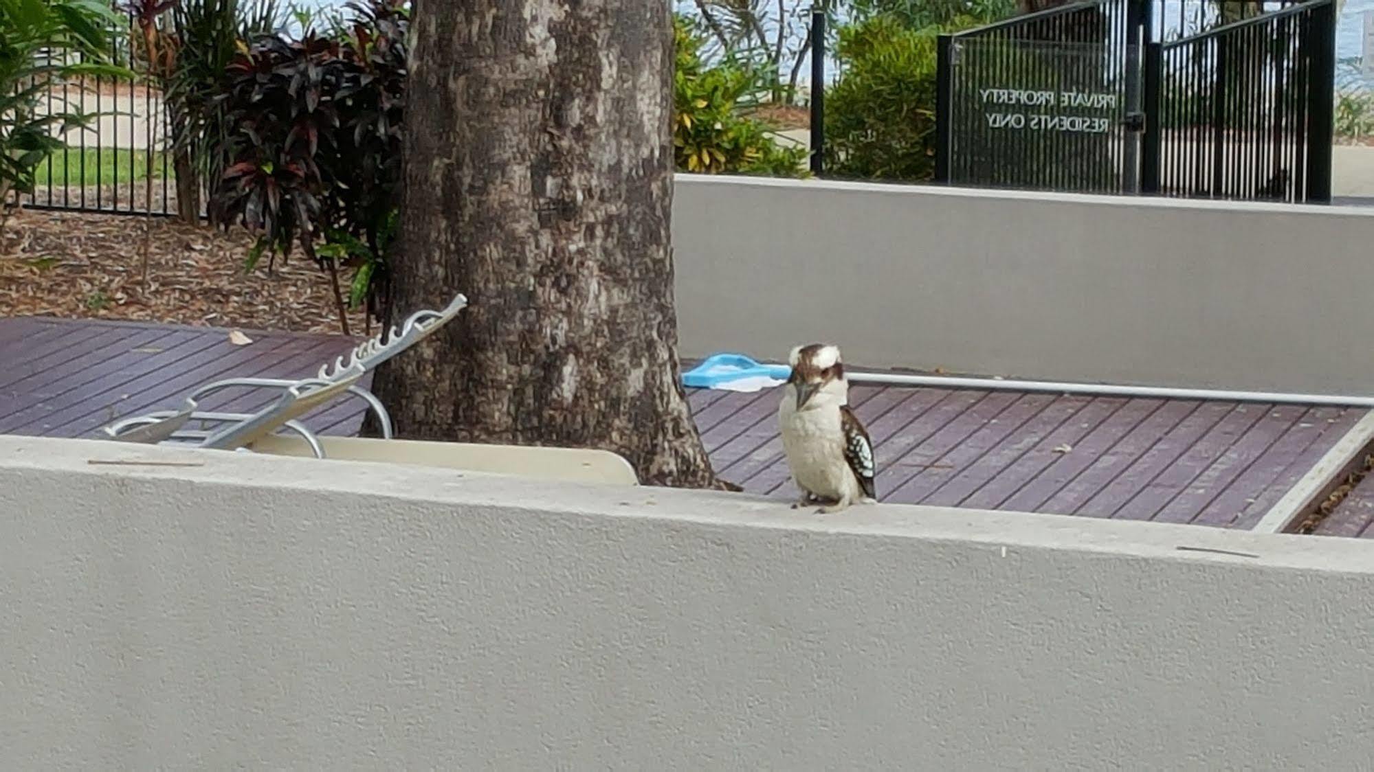 Jacana Apartments Townsville Esterno foto